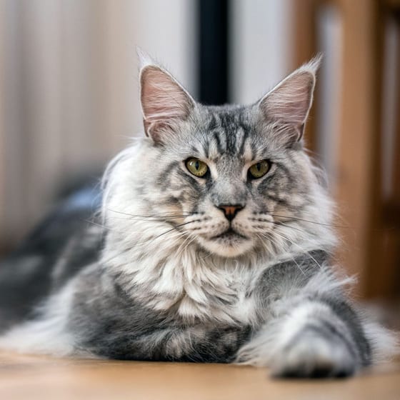 Maine Coon Cat: Large Best Cat Breed For Children