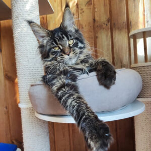 maine coon cats for sale near me, maine coon cats for sale near me