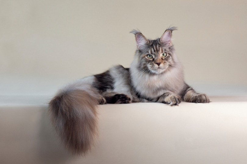 Maine Coon colors
