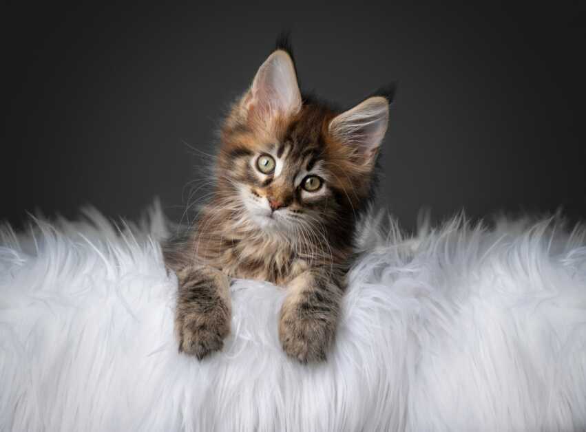 maine coon weight