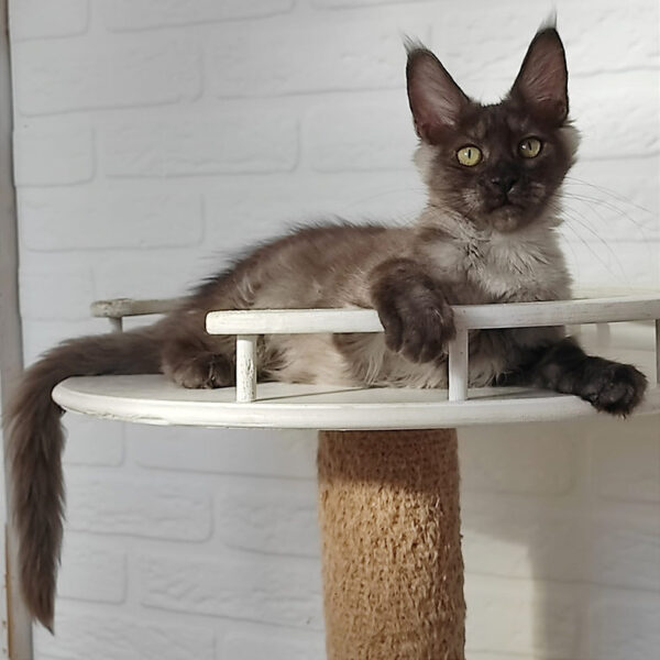 maine coon kittens for sale indiana