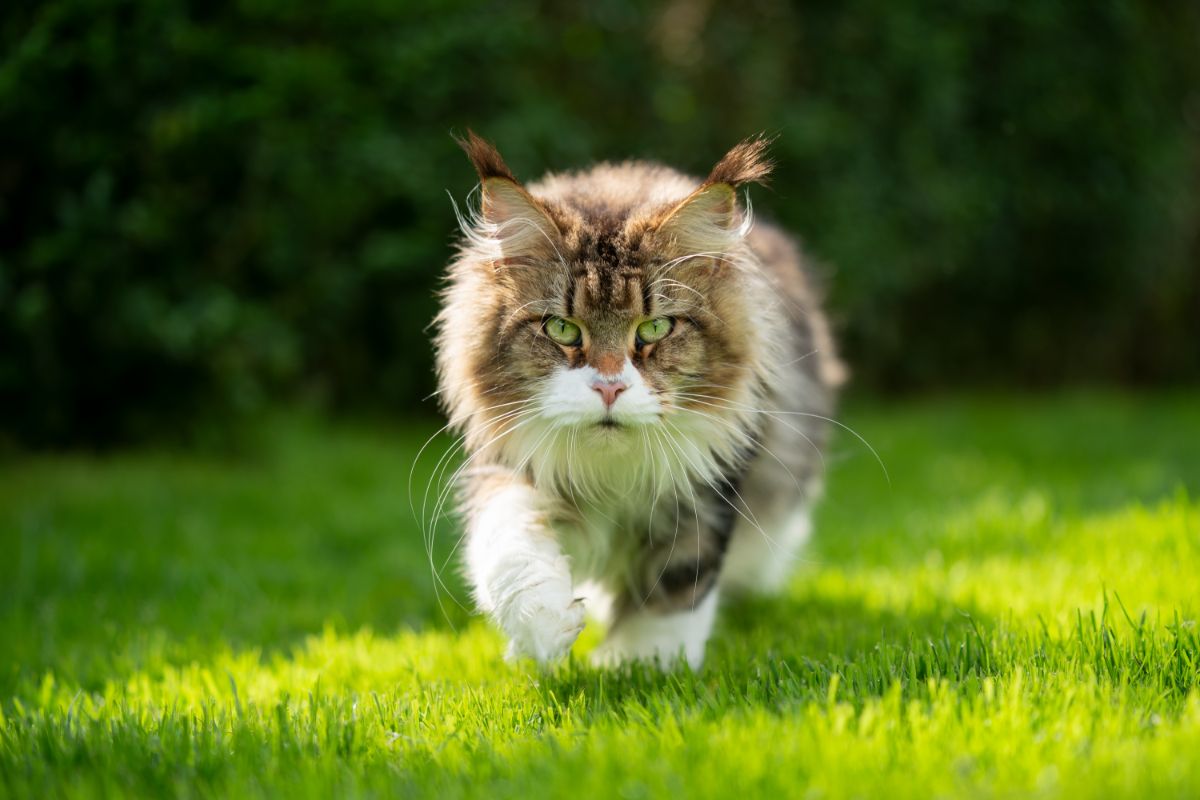 weight of maine coon