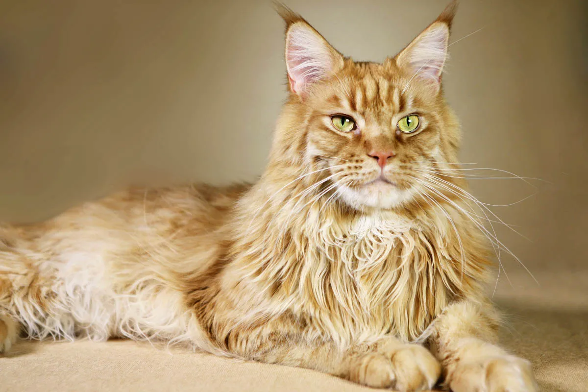 ginger maine coon