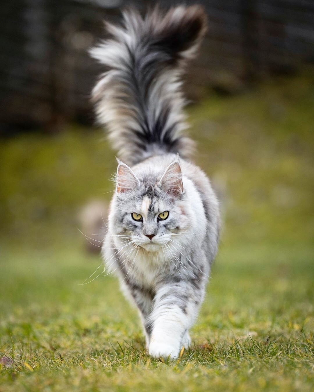 polydactyl maine coon, maine coon cats for sale, maine coon kittens for sale near me