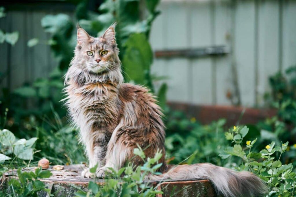 How Much Does A Maine Coon Cat Weigh