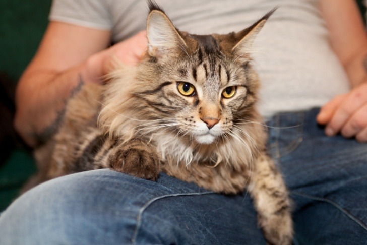 are maine coon cats friendly