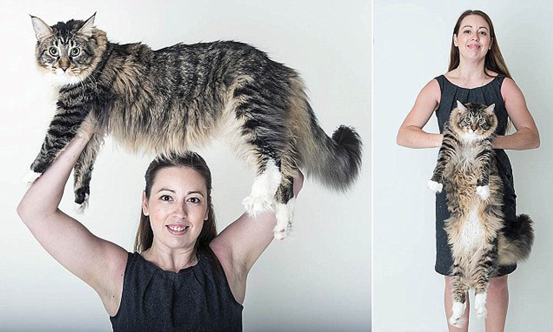 how much does a maine coon cat weigh