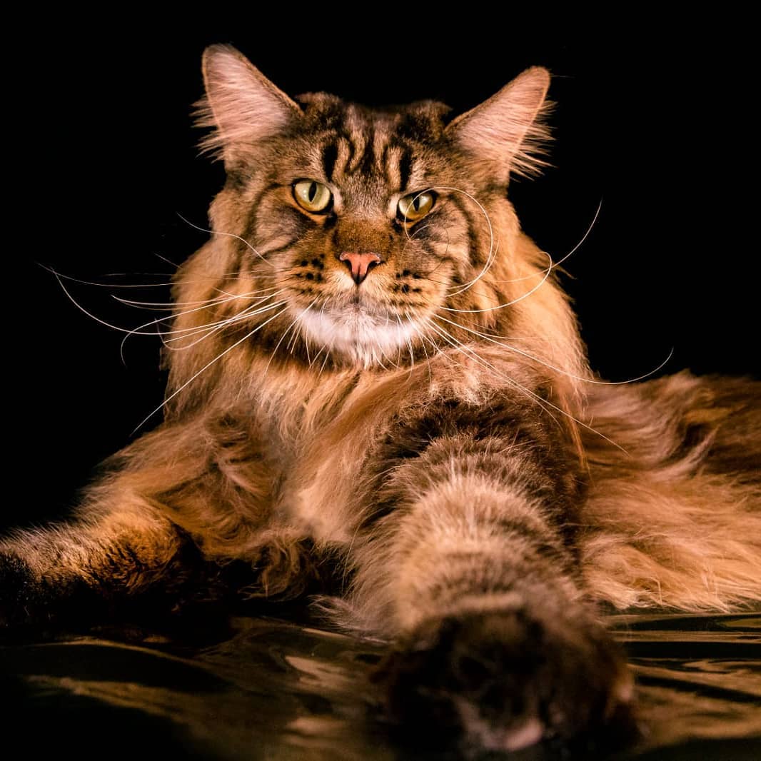 World Record Largest Maine Coon Cat