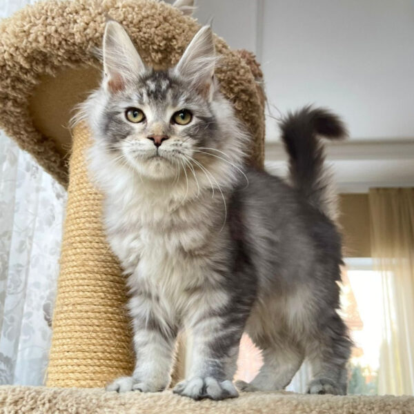 where can i buy a maine coon cat